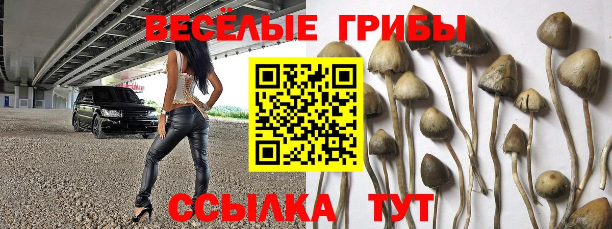 Псилоцибиновые грибы Psilocybe  купить наркотики цена  Владикавказ  Вход с VPN 